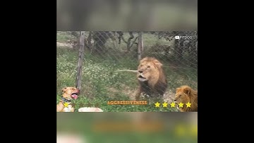 Pitbull attacks the wrong dog (Kangal) and pays the price!!! #bull #dogshorts #animals  #viral