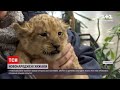 Новини України: Миколаївський зоопарк показав журналістам пару новонароджених левенят