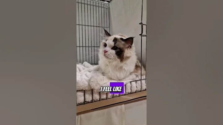 Video 8225141: cats dogs kittens funnycats, cat kitten cute funnycats