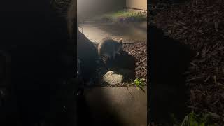 Raccoon Receives Bonus Dinner During Heatwave