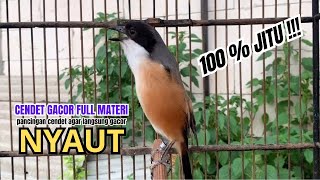 cendet gacor MATERI KASAR AMPUH BANGET untuk PANCINGAN CENDET AGAR BUNYI bikin BURUNG PENTET GACOR