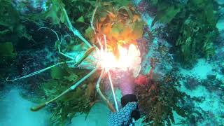 Crayfish diving north rottnest 16.7.19