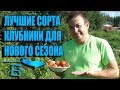 СУПЕР СОРТА КЛУБНИКИ (ЗЕМЛЯНИКИ САДОВОЙ) ДЛЯ ПОСАДКИ В НОВОМ СЕЗОНЕ. САД (ОГОРОД) И ТЕПЛИЦА