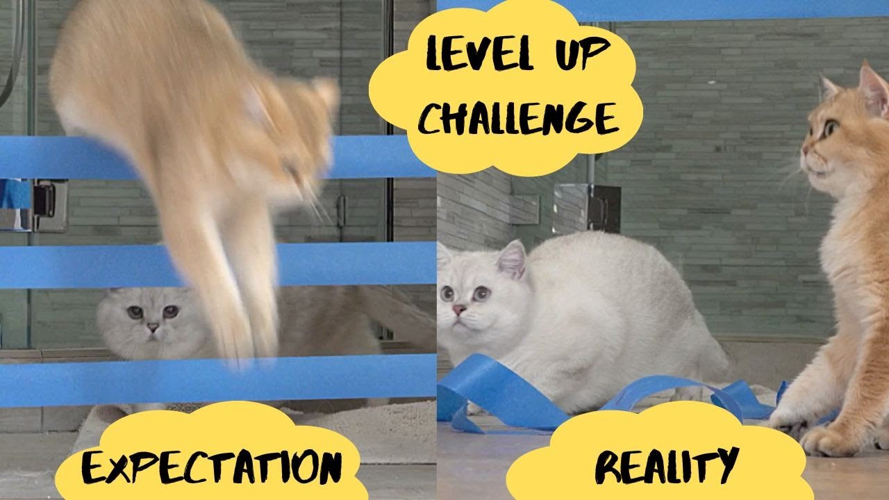 How high can British cats jump?