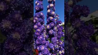 purple #evergreen garden, colors flowers amazing #ytshorts #youtubeshorts #viralshort