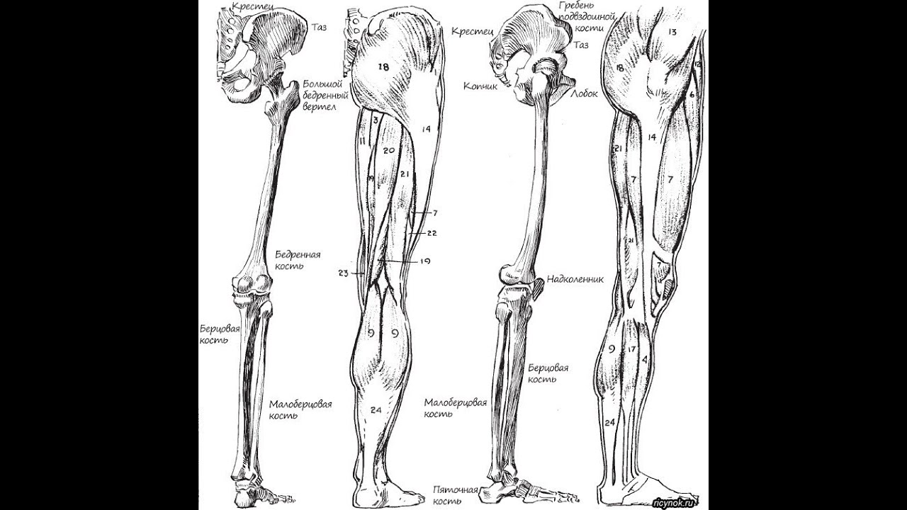Нога Анатомия Фото