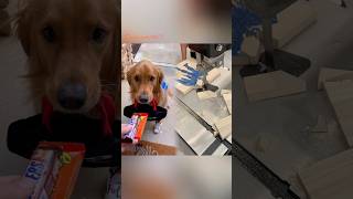 Celebrity Houses that give full size candy bars for trick or treat are elite. #halloween #trickortreats #dog Profile