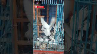 My pigeon loft | najpigeonlover kobutar shorts