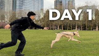 I Trained This Dog to Listen Off Leash – Day 1