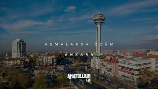 Asmalarda Üzüm - Anatollium Lab