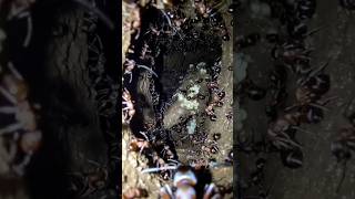 “Underground Ant World from Real POV 🐜 | Micro Camera on Ant”