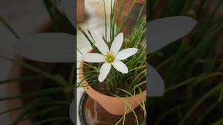 When It Rains, Rain Lilly Blooms