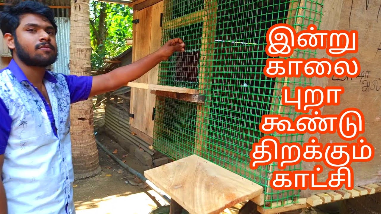 Opening Our Pigeon Cages