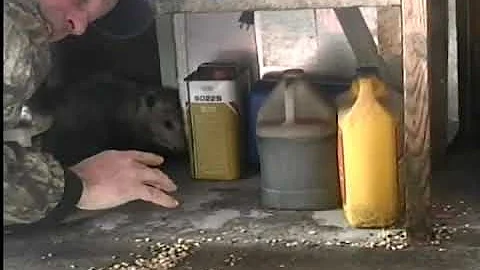 Mike Flick  Bare Handed Coon and Possum