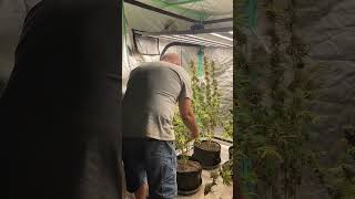 Episode 50 harvesting black cherry stomper The Blind Bud Cultivator