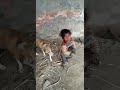 Funny innocent kidand helpless cute puppies