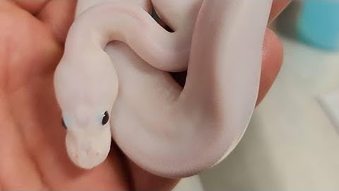 Banana Cinnamon Piebald x Cinnamon Piebald