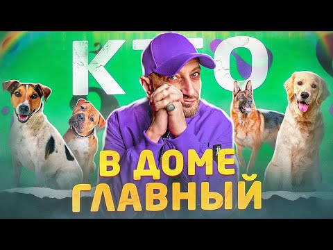 Видео: 4 «Плохая собака» поведения, которые вы, возможно, случайно поощряете