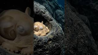 Do Octopuses Dream While Sleeping? 🐙🌙 #oceansleep