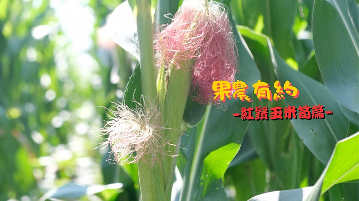 BMFT BabyCorn ▌多結果子 果農有約-紅鬚玉米筍篇 ▌　#BabyCorn #bmft #多結果子 #紅鬚玉米筍
