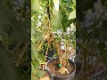 Didn't realize peppers could do this…🌶️ #lasvegas #bellpeppers #jalapeño #hybrid #crosspollination