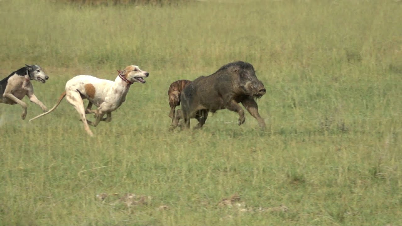 Wildlife | wild Nature | Wild Boar Hunters in Pakistan | 4K HD | 20