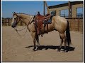 LUCKY WATCH EYED JO 2012 AQHA Buckskin Gelding for sale