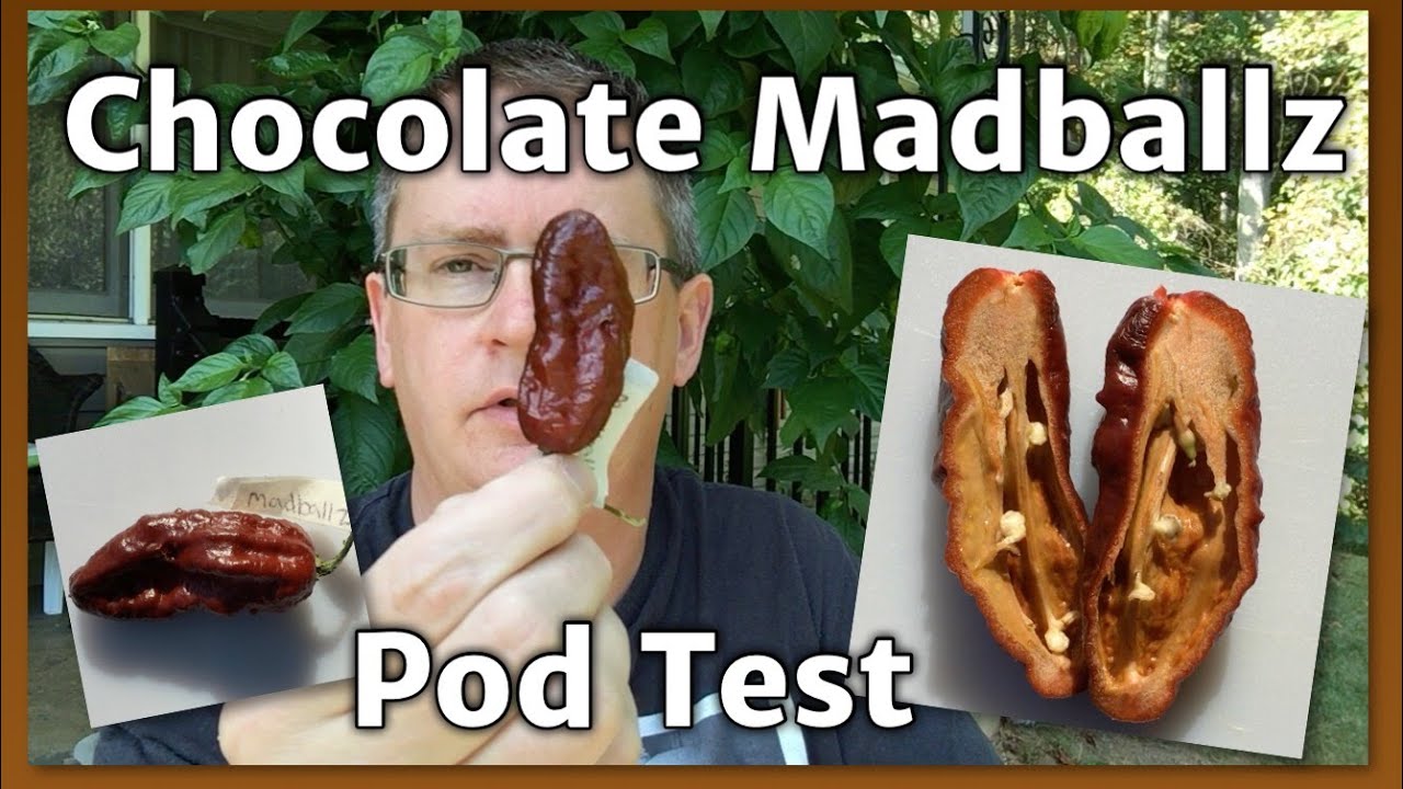 Chocolate Madballz pod test