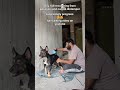Day 148 recovering from paralysis and canine distemper