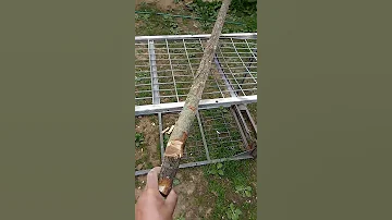 доска из ивы