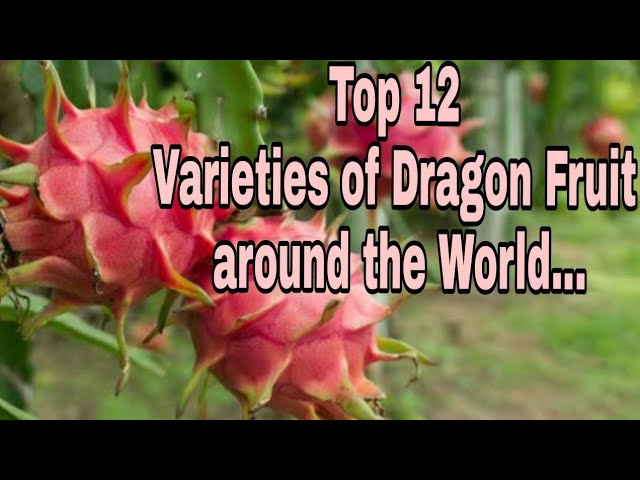 11 of The Best Dragon Fruit (Pitaya) Cultivars