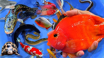 Video tổng hợp cá cảnh đẹp, vịt con, cá koi, cá trê, cá chạch, tôm, ếch