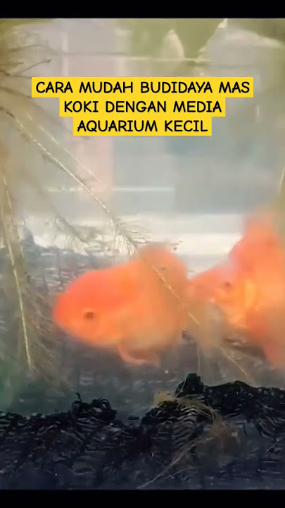 CARA MUDAH BUDIDAYA MAS KOKI DENGAN MEDIA AQUARIUM KECIL #carabudidayaikankoki  #goldfish