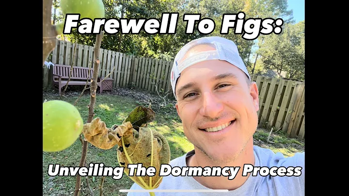 Farewell to Figs: Unveiling the dormancy process
