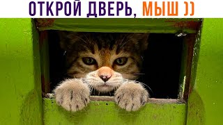 ОТКРОЙ ДВЕРЬ, МЫШ ))) Приколы с котами | Мемозг 1075 видео