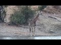 Djuma Private Game Reserve Live Stream