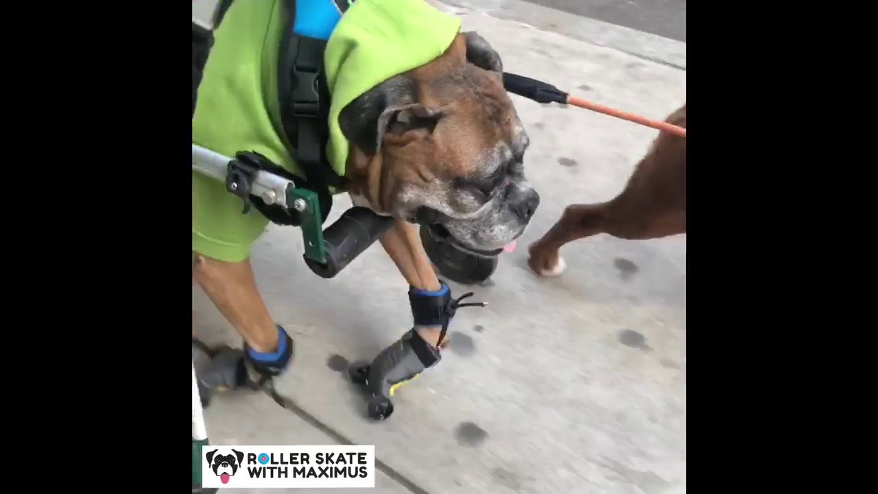 Dog in Wheelchair with Degenerative Myelopathy Wears Maximus Skates for