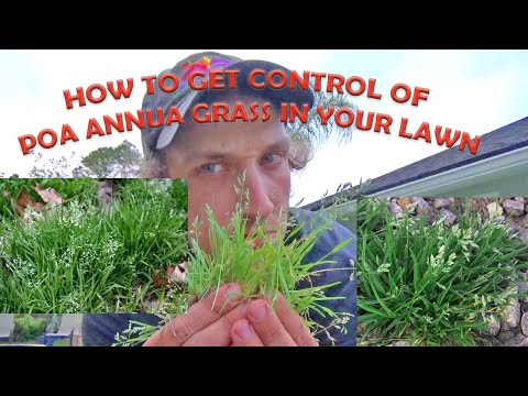 Video: Poa Annua Grass Control - Reducing Poa Annua In Lawn