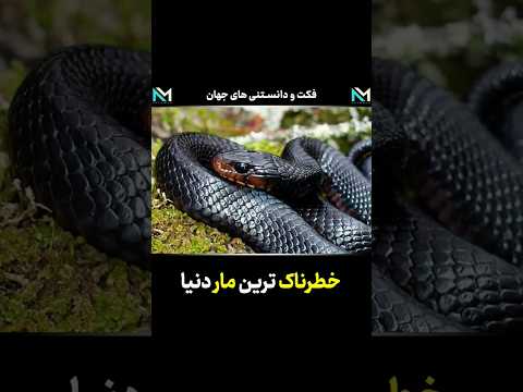 خطرناک ترین مار دنیا