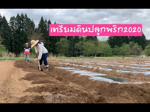 เตรียมดินปลูกพริกขายปี63 ปลูกผักไทยในเมืองหนาว [2020Ep67]