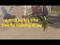 Parrots free fly training