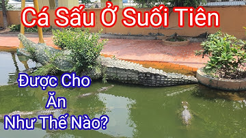 Cùng theo chân Bé Nan Miền Tây vào Vương Quốc Cá Sấu ở SUỐI TIÊN 2022