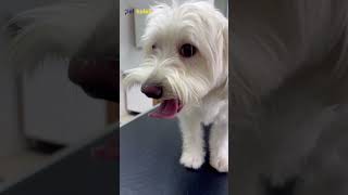 Maltese Terrier Tıraşı - Köpek Traşı Modelleri Ve Pet Kuaförü İstanbul