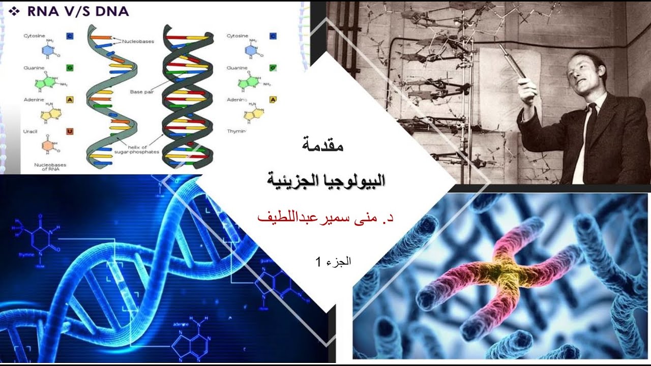 مقدمة في البيولوجيا الجزيئية (جزء1) تركيب DNA Structure د.منى سمير عبداللطيف
