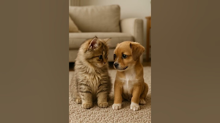 Paws of Friendship: First Meet... #kitten #funnyanimals #cutepets #catstagram