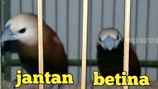 Burung Emprit Kaji