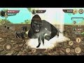 Wild Panther Sim 3D Android Gameplay #9