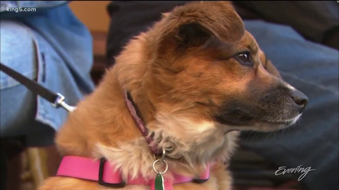 Downtown clinic serves low income pet owners - KING 5 Evening