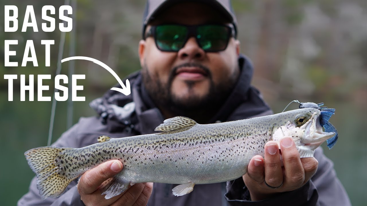 North Bass Fishing for Southern Trout Eaters! YouTube