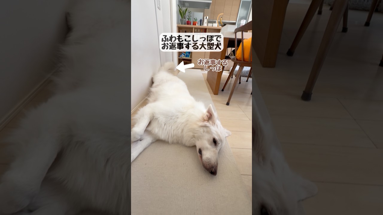 Large dog that answers with its tail [White Shepherd] #shorts